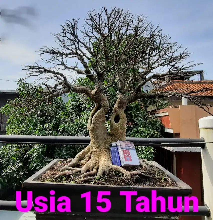 Bonsai Pohon Beringin Waringin / Tanaman Hias / Ficus Benjamina