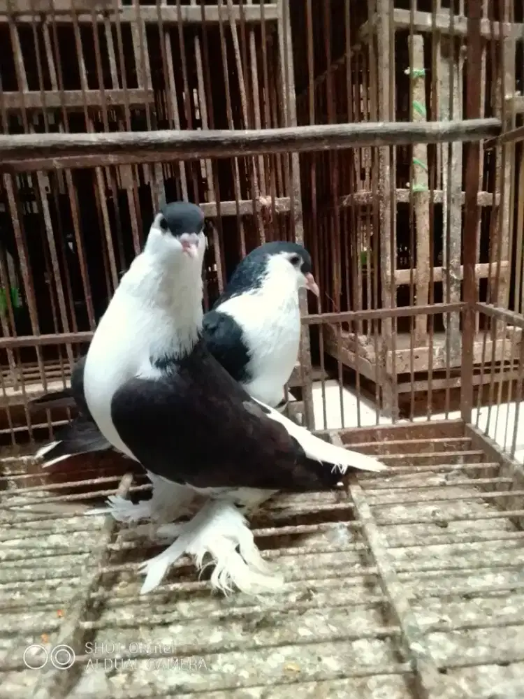 Burung merpati hias lahor istimewa