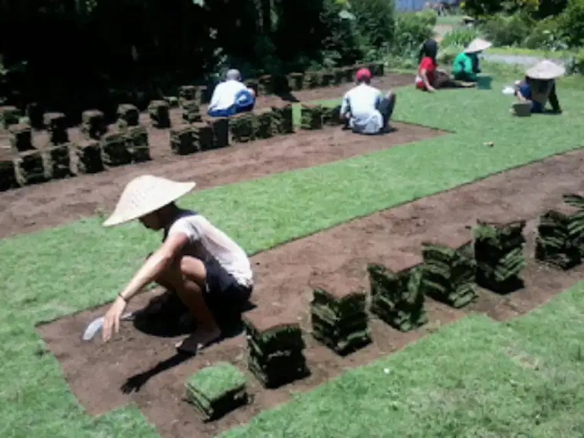 Rumput gajah mini area mamuju
