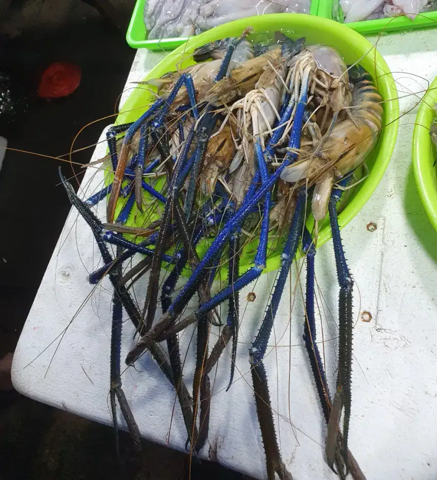 Terlaris Udang Gala Bisa Dikirim Keseluruh Indonesia