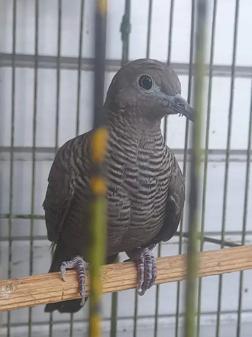 Perkutut cemani dewasa