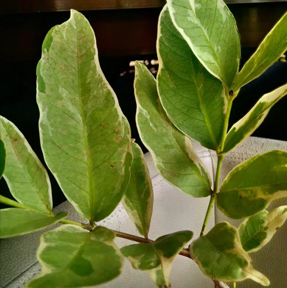 Bibit Jambu Air 3in1