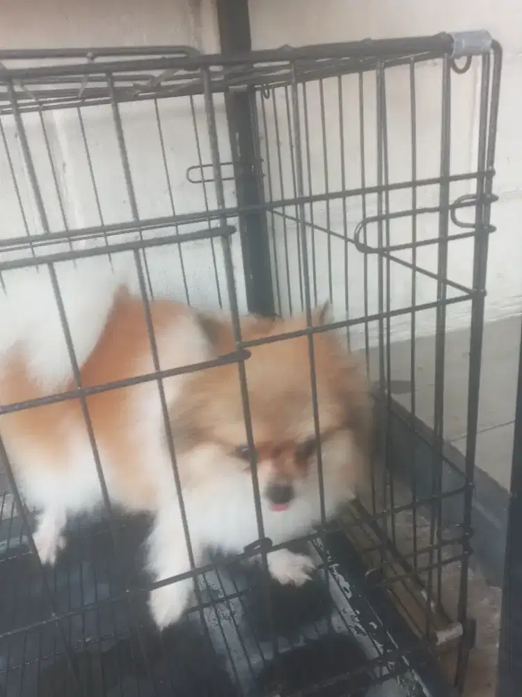 Terjual jasa grooming panggilan jakarta