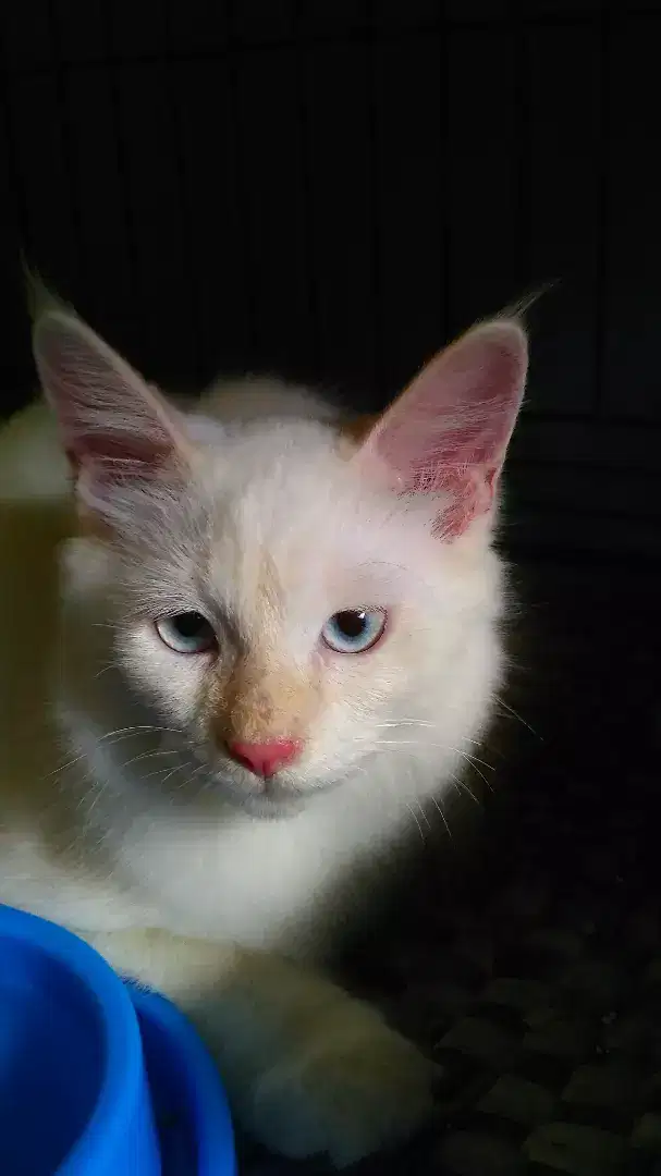 Grooming Panggilan ke rumah