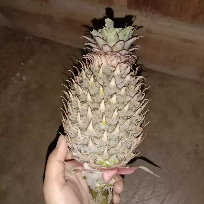 Nanas muda (pelancar haid wanita)