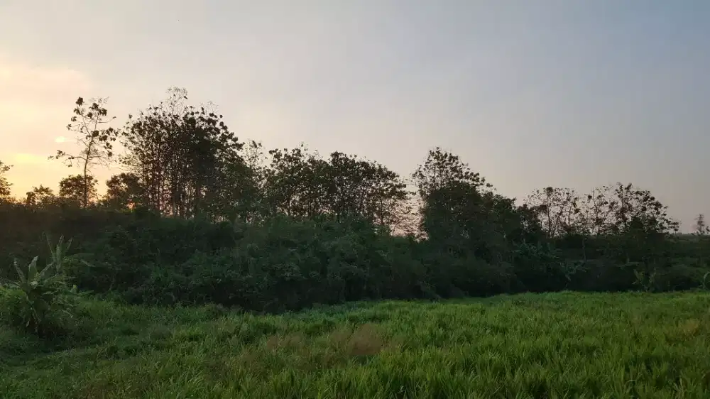 Sale Jual Cepat Kebun Jati Jombang, Plandaan