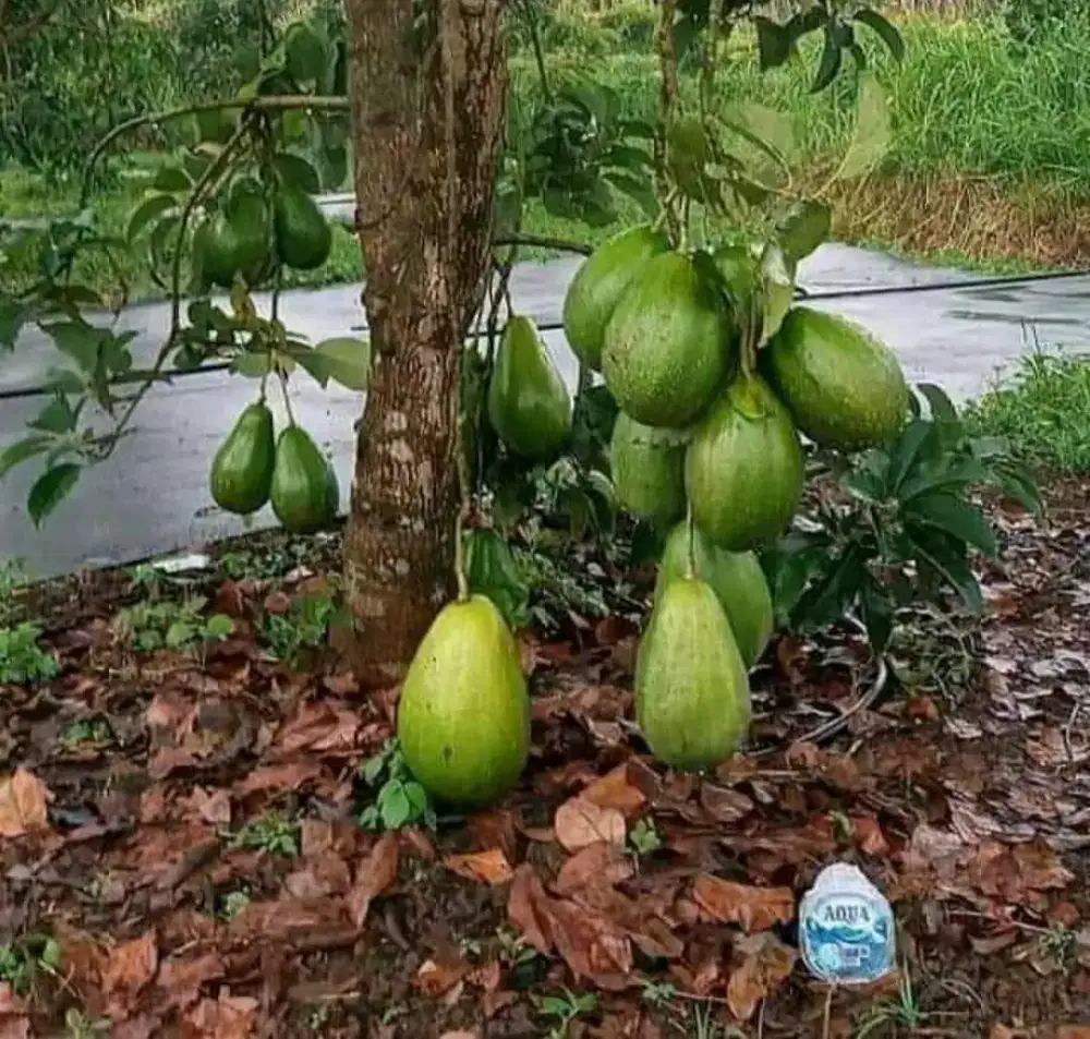 Jual bibit alpukat aligator dayamurni tulang bawang barat TBB
