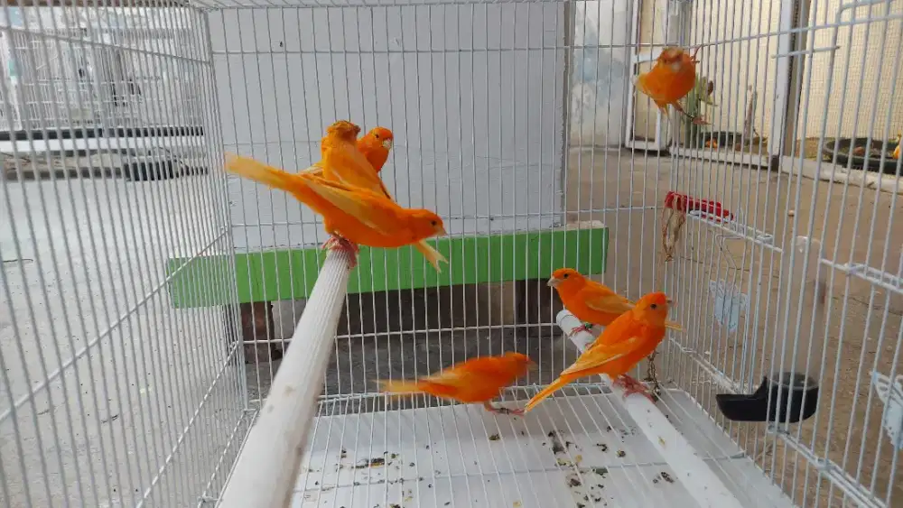 Kenari merlok, bon merlok , blackred lokal