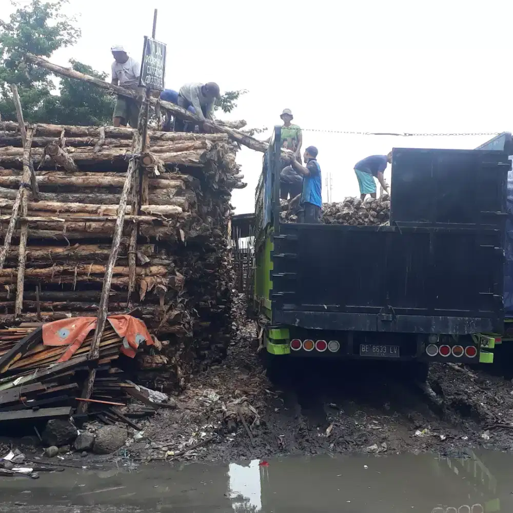 Kayu dolken gelam