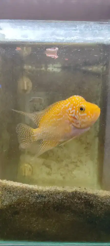 Ikan louhan golden base