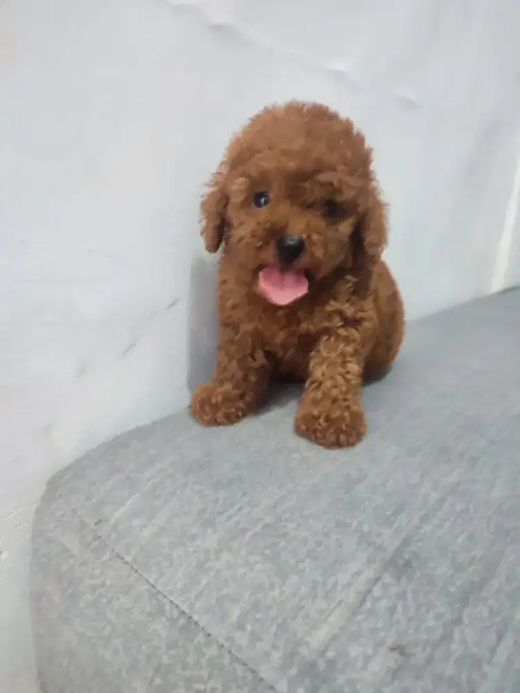Anakan Toy Poodle Red, Fawn, White, Black, Phantom Cakep Murah
