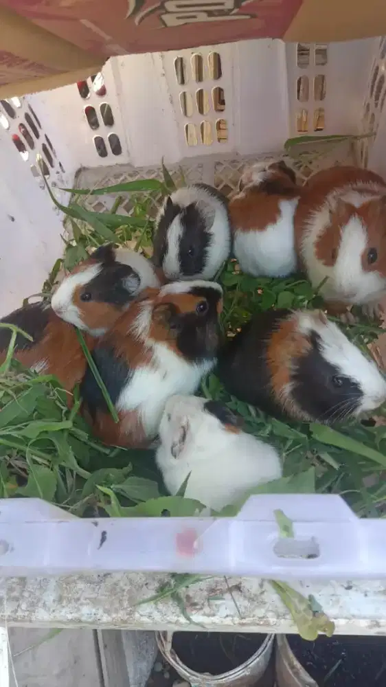 Marmut Lokal bandung