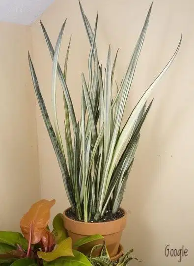 Tanaman White Sansevieria (Bantel’s Sensation)