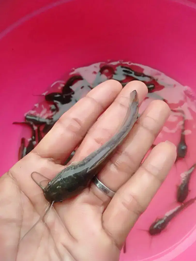 Jual bibit ikan lele