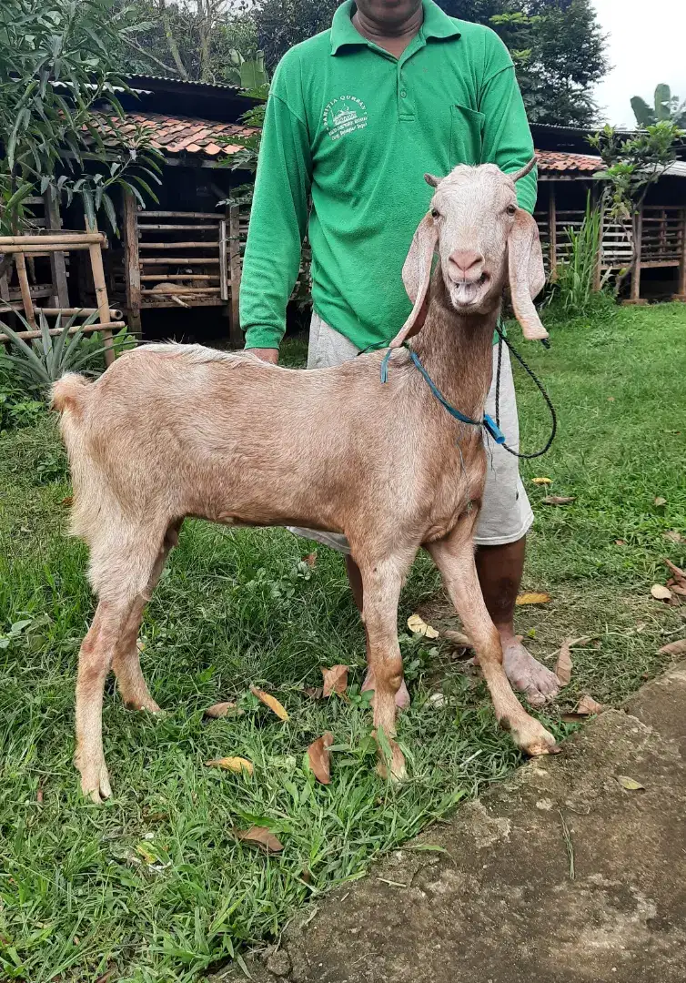 Kambing Besar, Kambing PE, Kambing Etawa