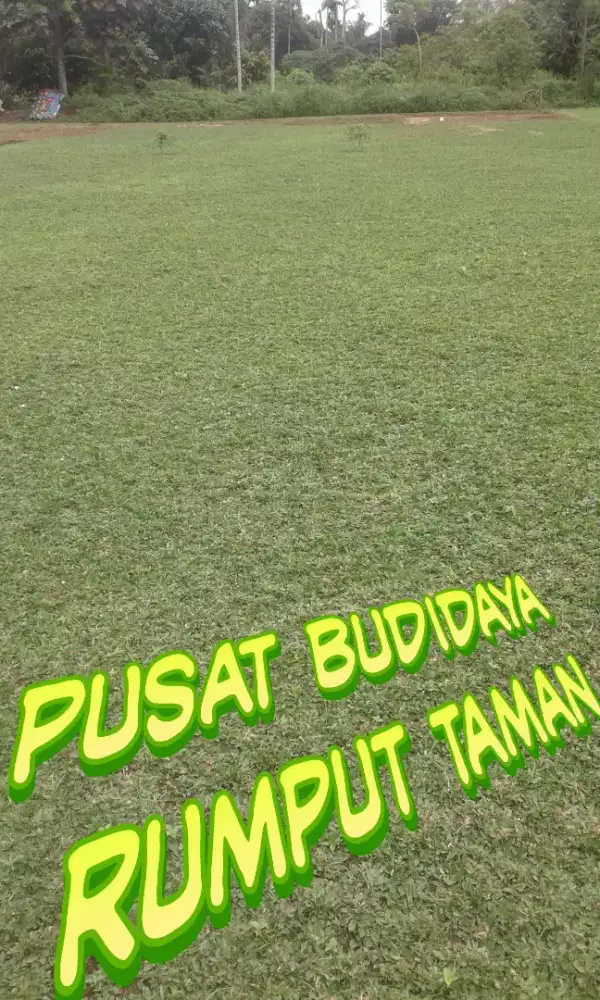 Keyla flower pusat penjualan rumput taman