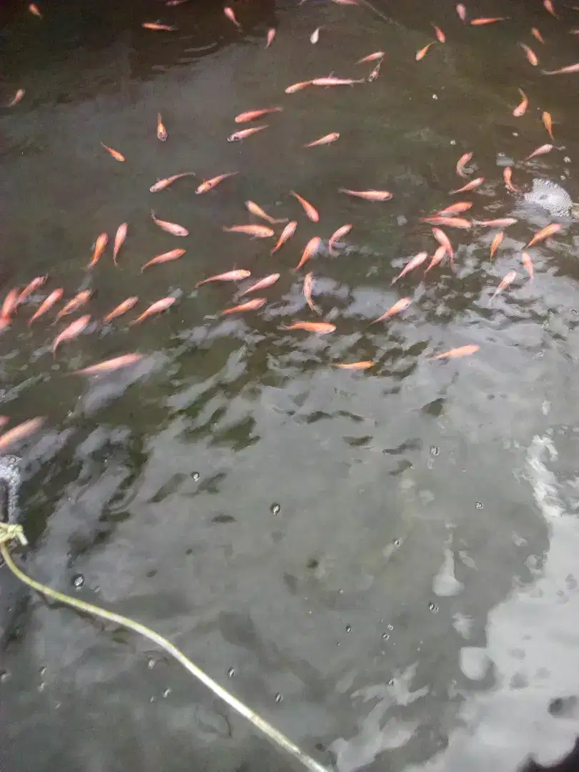 Ikan nila merah sehat dan termurah