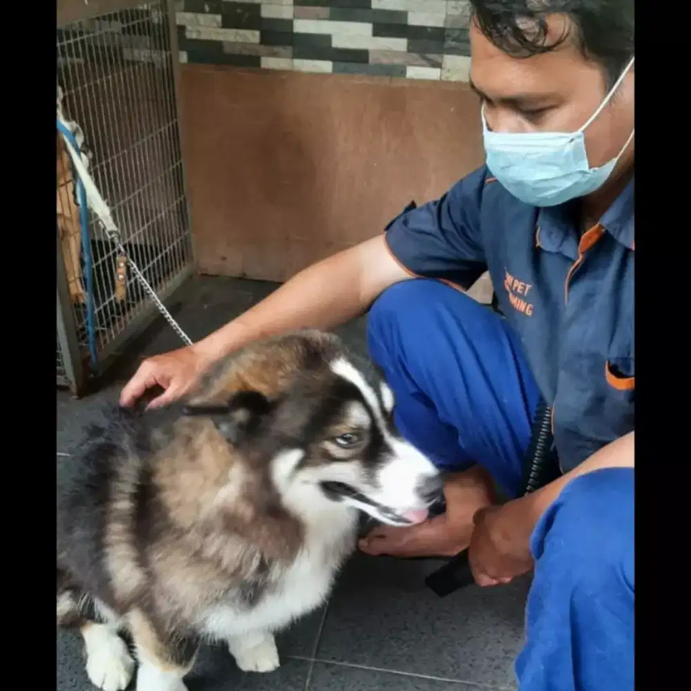 Grooming kucing dan anjing panggilan kerumah