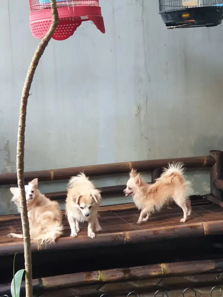 Beli 2 GRATIS 1 Dog kecil imut ras