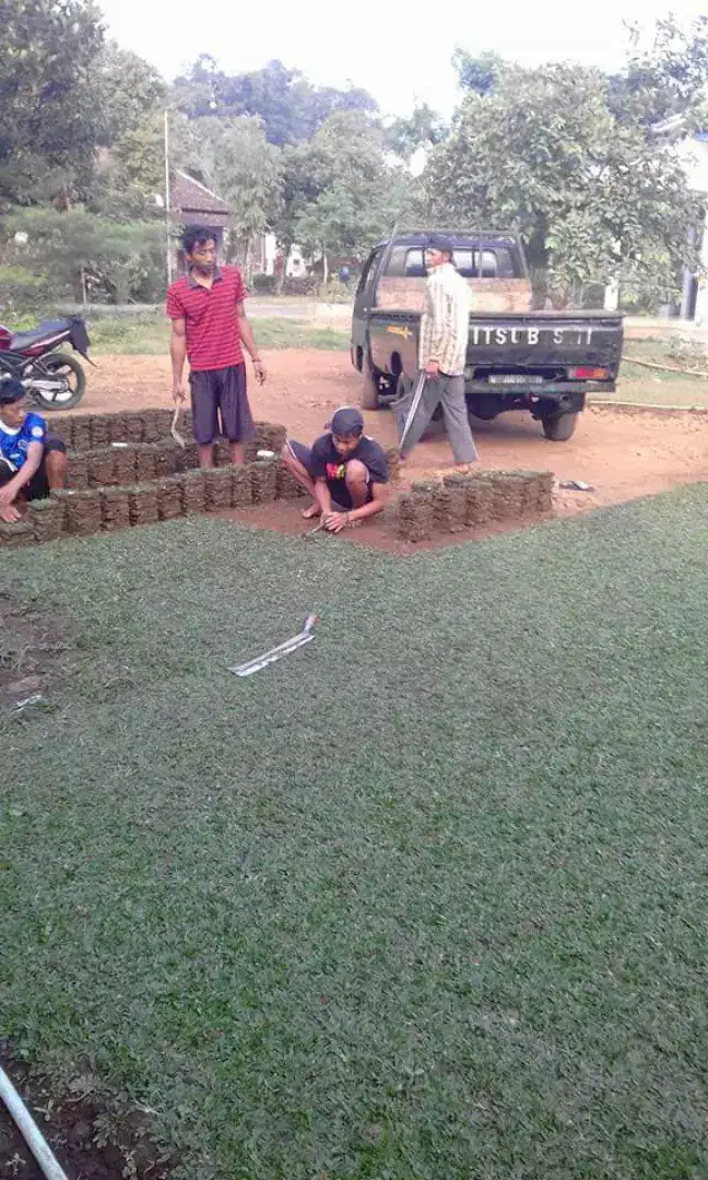 Tukan Rumput gajah mini area makassar
