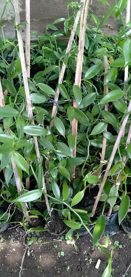 Bibit vanili planifolia