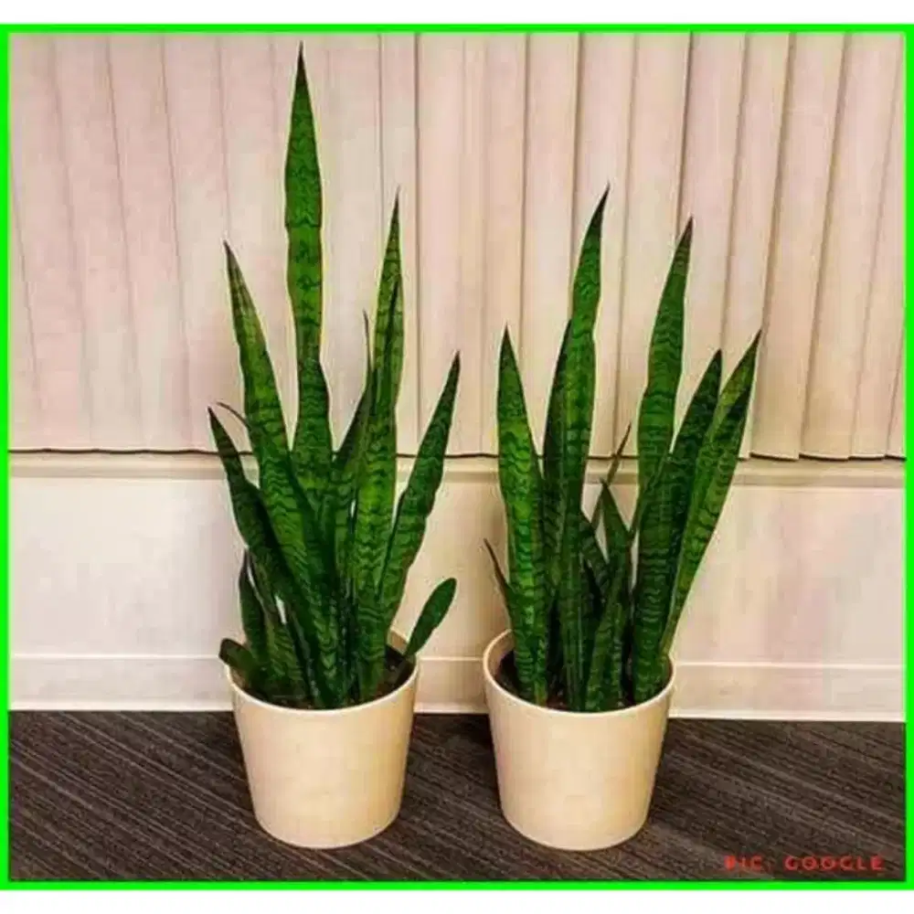 Sansivera hijau/ tanaman lidah mertua
