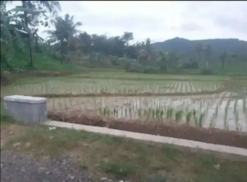 Sawah subur 1540 m2