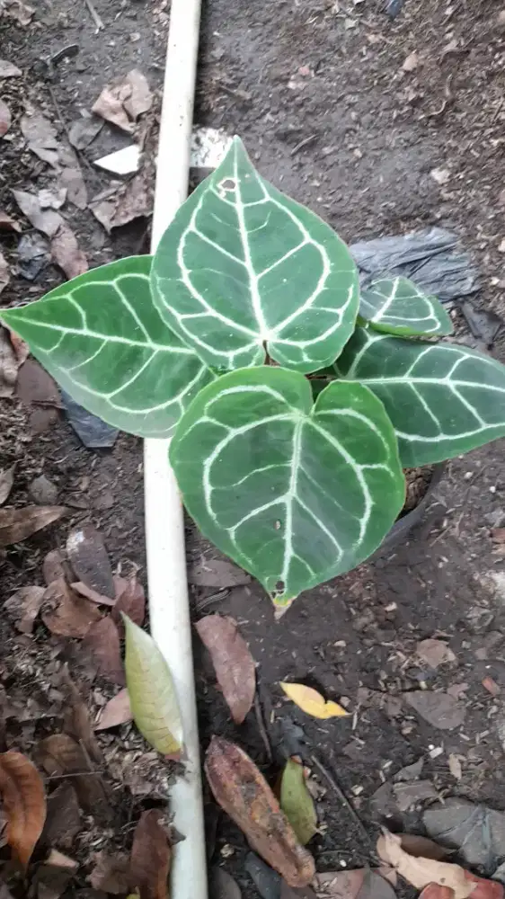 Jual pohon kuping gajah