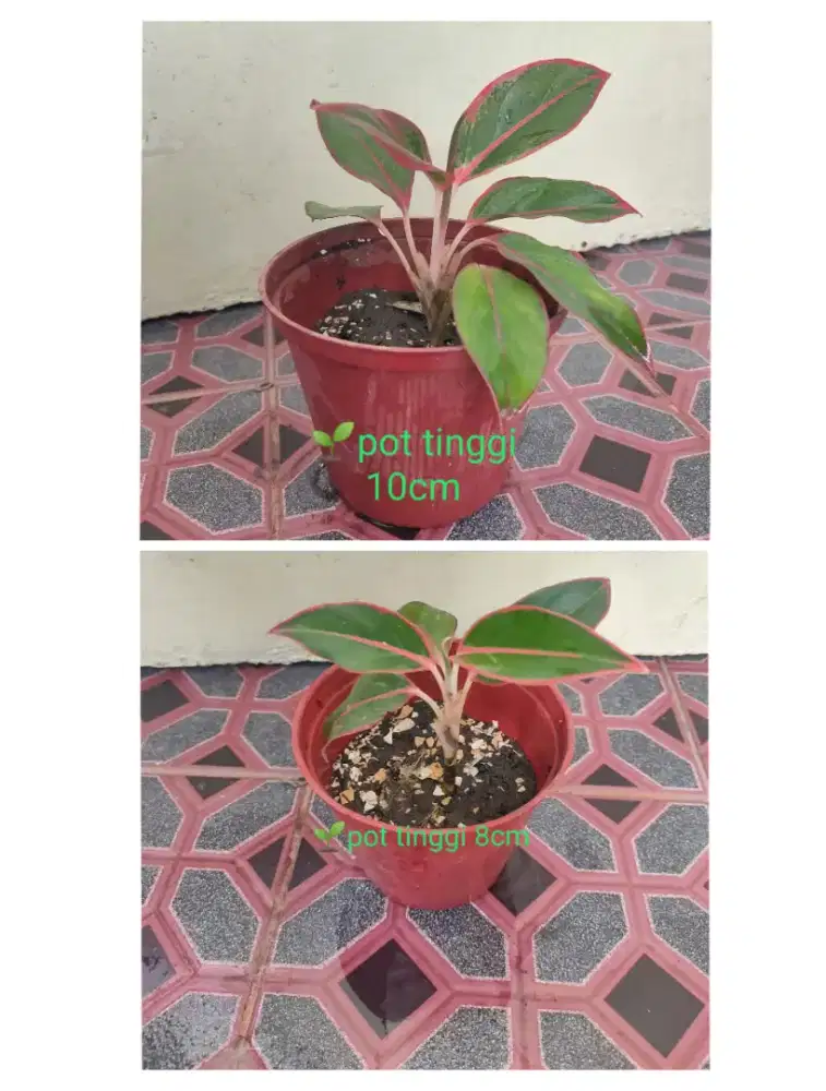 Tanaman hias aglonema lipstick merah siam aurora tanaman indoor