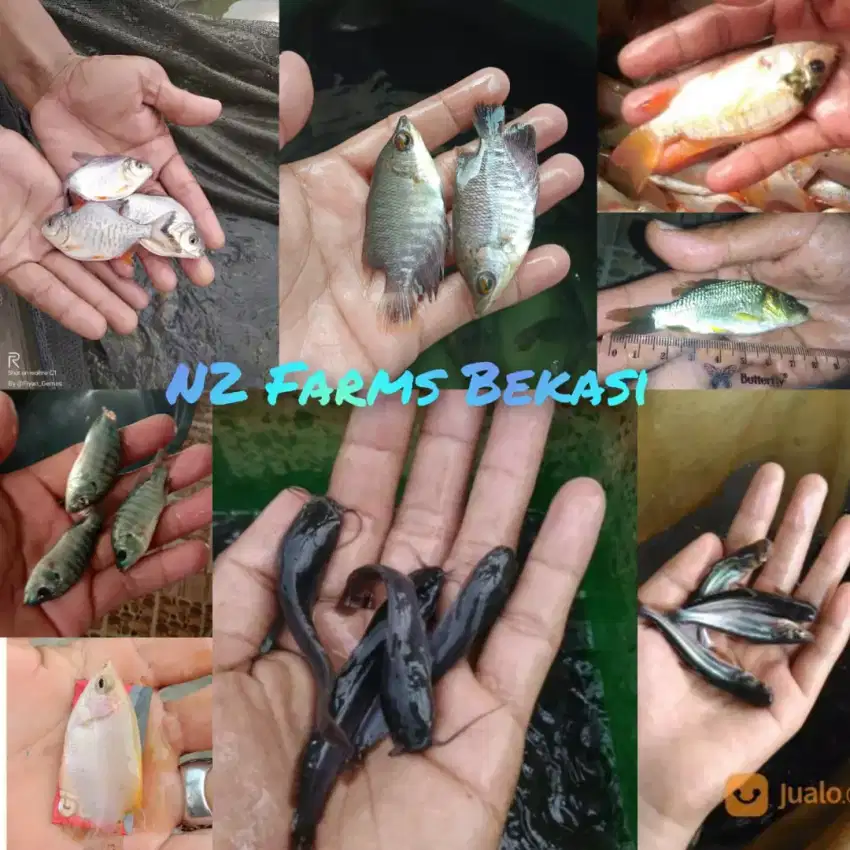 Bibit ikan lele, gurame,nila merah,patin,gabus,bawal,DLL