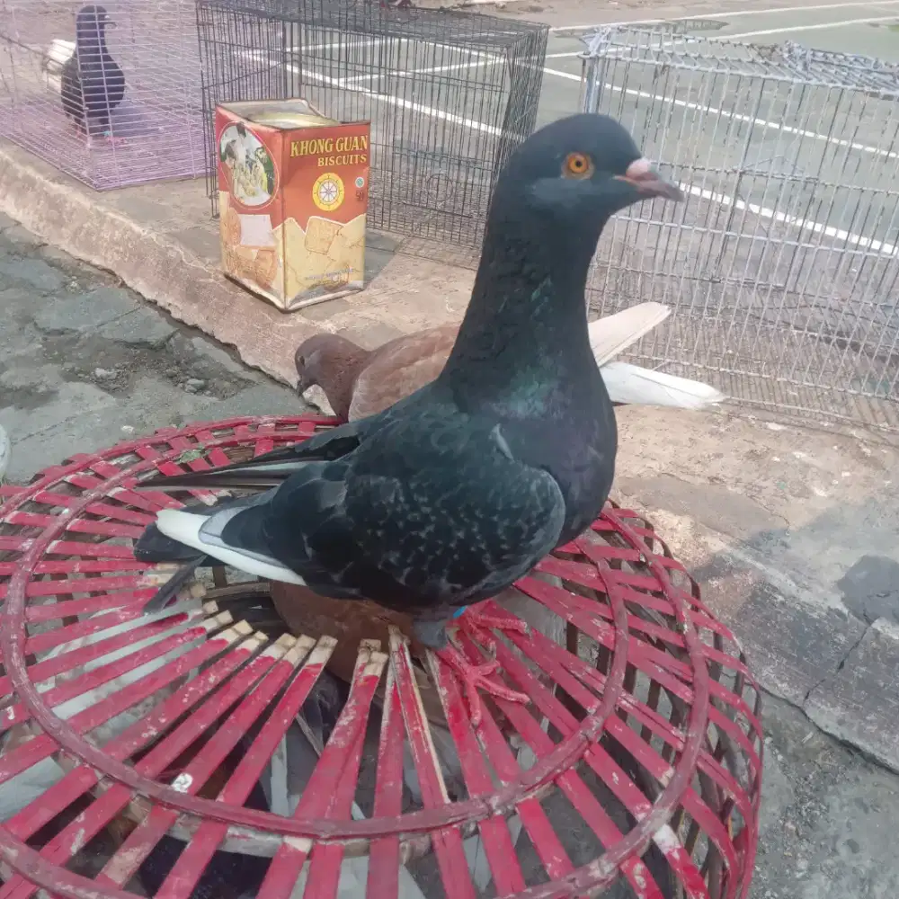 merpati tinggian hitam selap