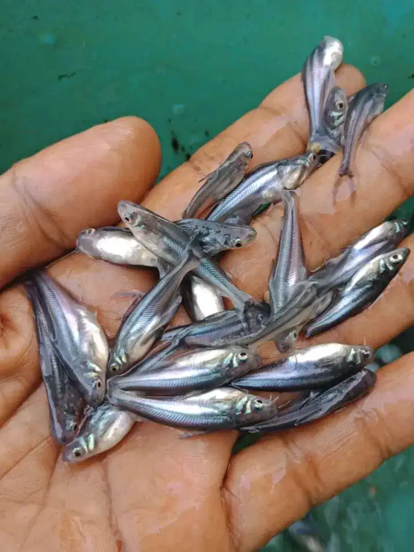 Bibit ikan patin siap d halo