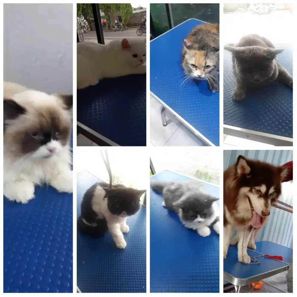 PENITIPAN ANJING,KUCING,KELINCI,SGR GLIDER  /Antar-Jemput