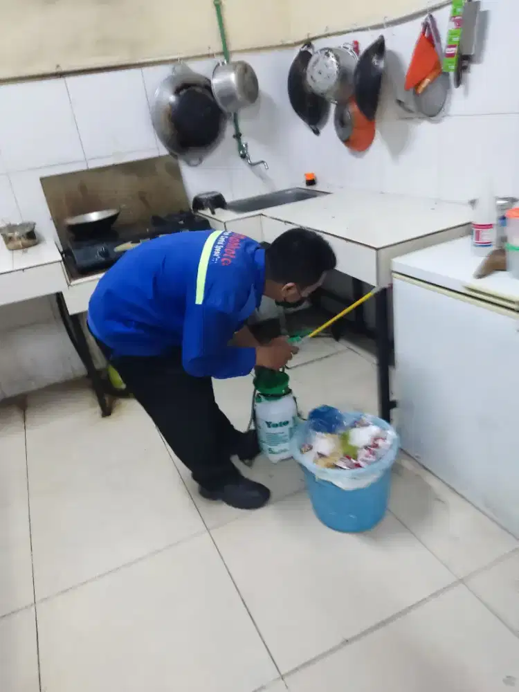 Rumah anda bermasalah dengan kecoa