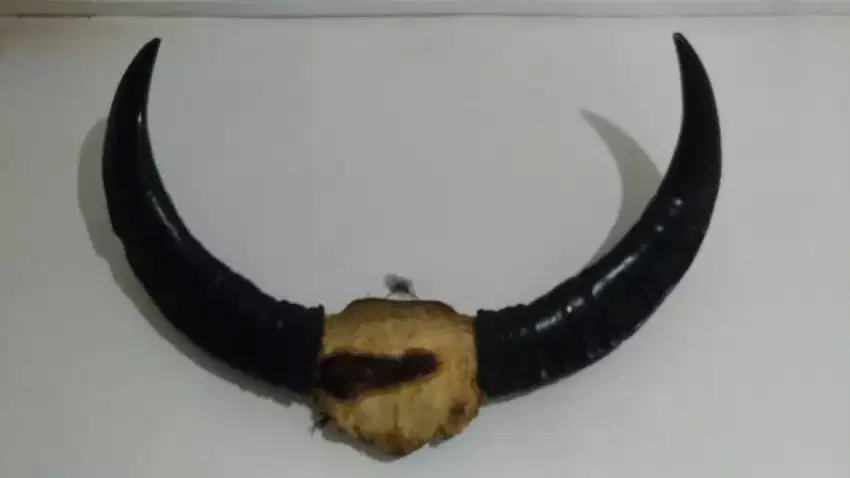 Tanduk kerbau sepuh big size langka antik