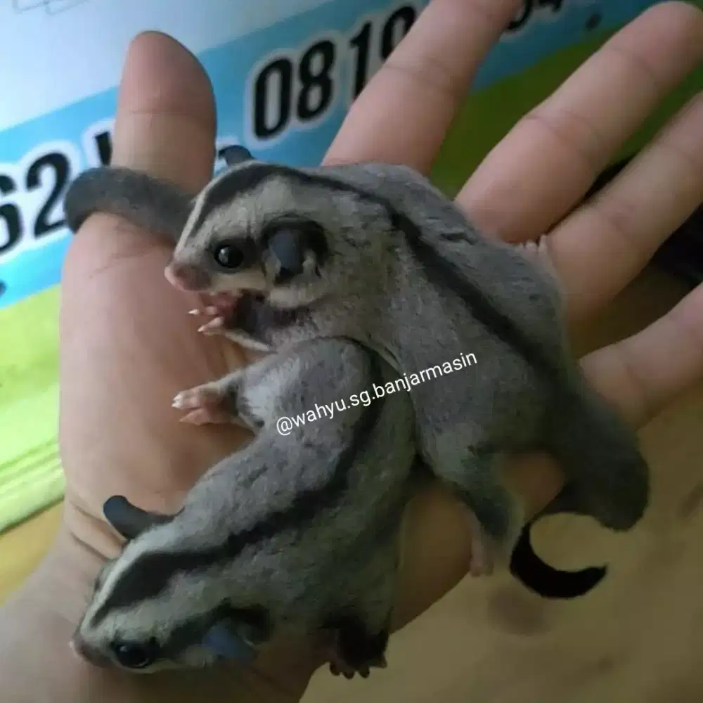 Sugar glider jantan) betina turunan obes.
