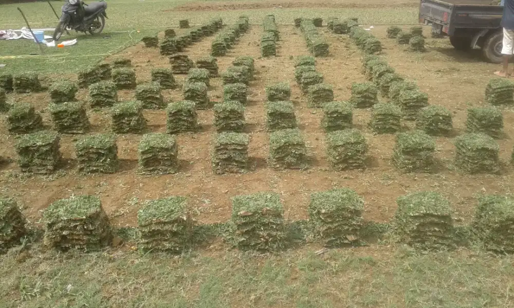 Distributor rumput taman