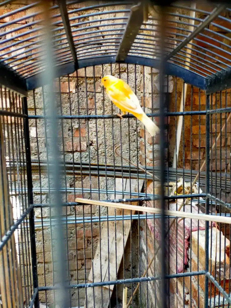 Kenari kuning Joss gacor