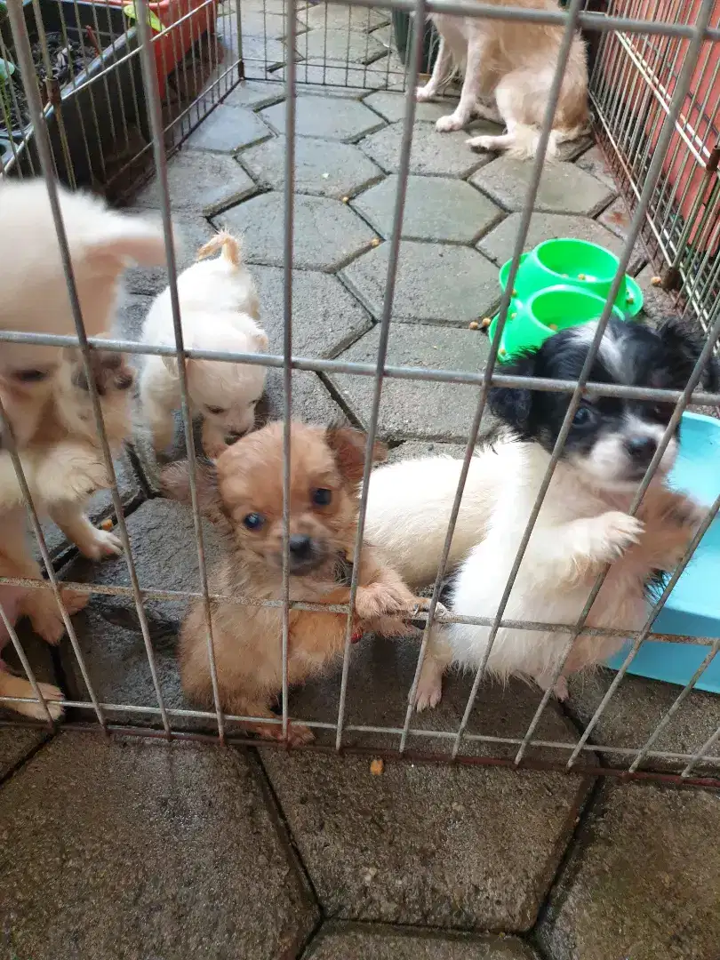 Dog ras dijual mini