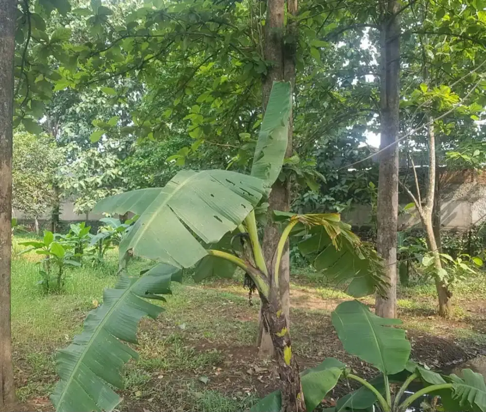 Disewakan tanah balaraja timur milik pribadi