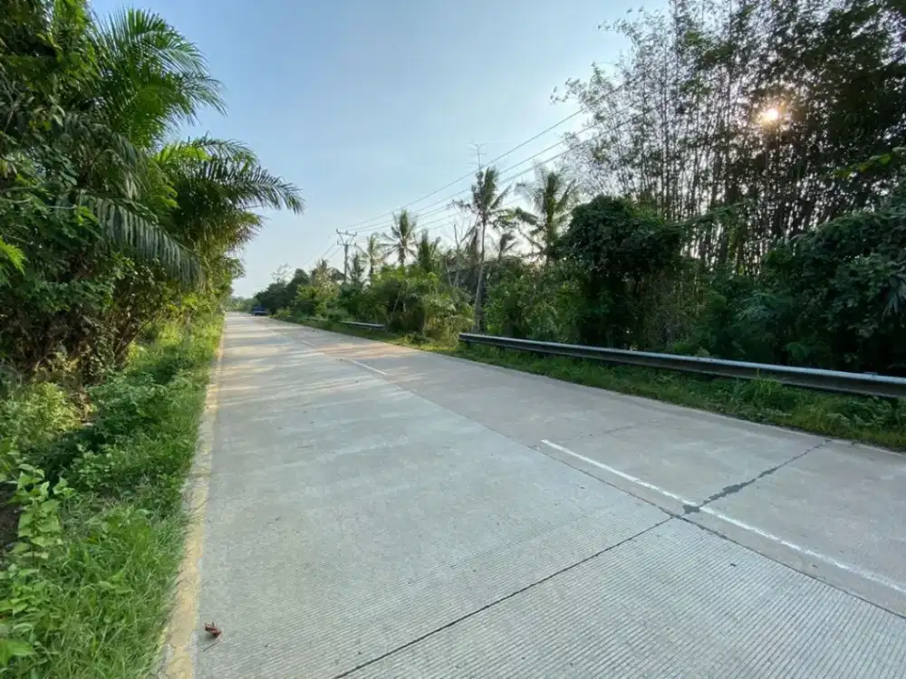 Murah disewakan 2 th, Lahan 1,7 Ha dekat Tol Serang -  panimbang