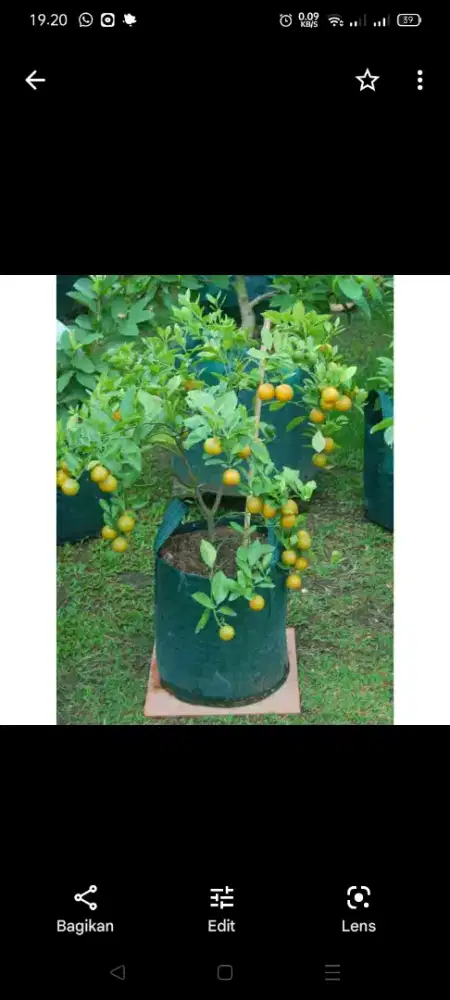 Planterbag pot terpal hijau easy grow