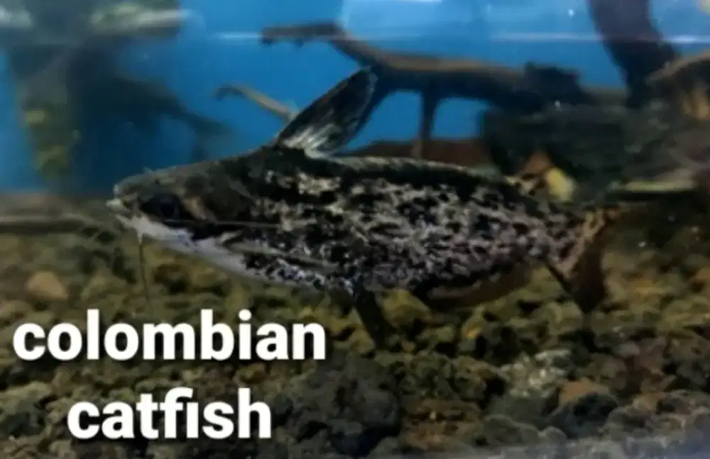 colombian catfish