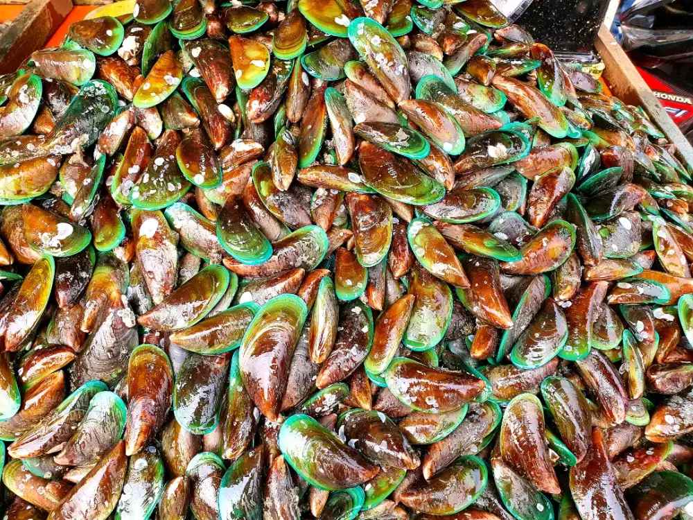 Terlaris Kerang Hijau/Ijo Bisa Dikirim Keseluruh Indonesia