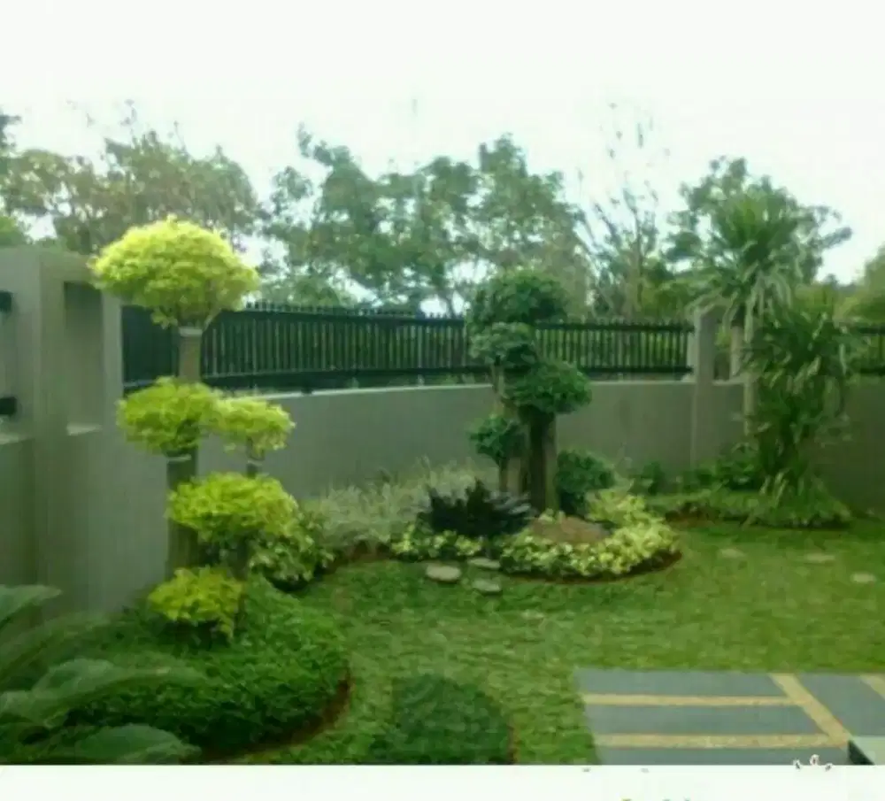Jual rumput gajah mini, tukang taman minimalis Jogja