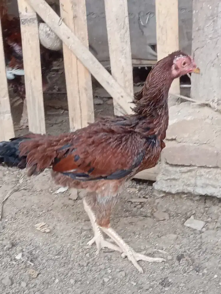 Generasi Muda Ayam Tarung Usia 5-6 Bulan