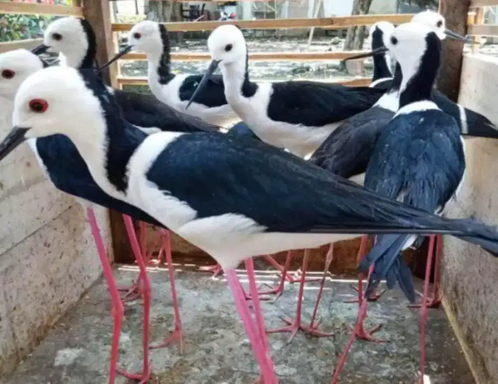 Ganggang bayam timur aviary