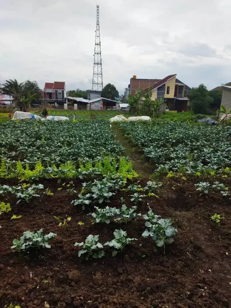 JUAL CEPAT TANAH STRATEGIS-CIHANJUANG (OWNER LANGSUNG NO PERANTARA)