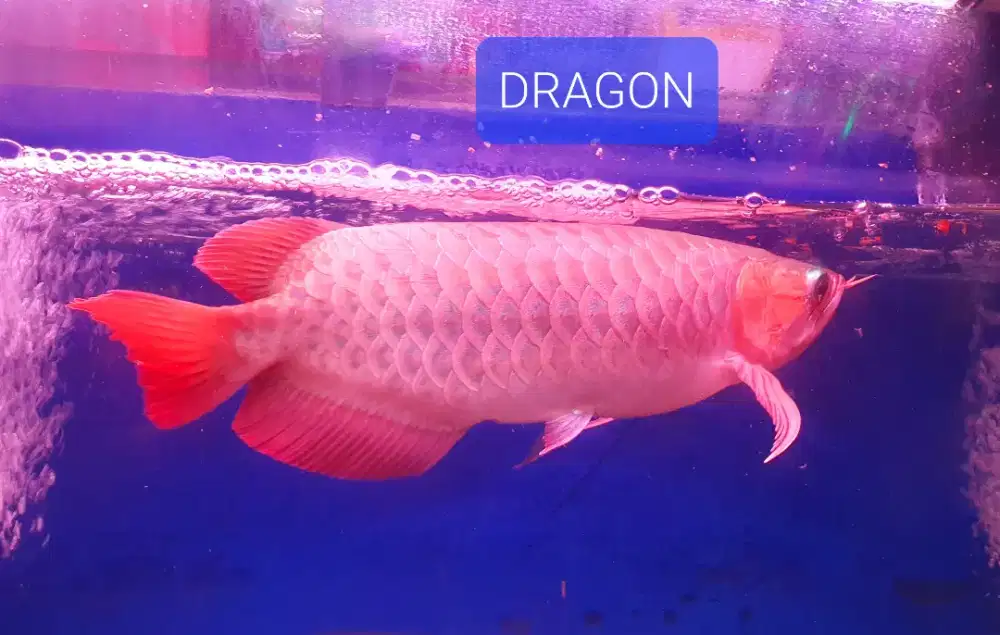 Ikan Arwana Super Red 40-45cm Koleksi Pribadi Istimewa Terawat