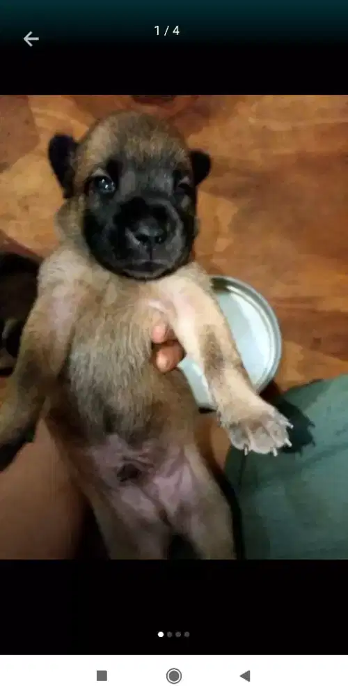 Anak anjing mix Belgian Malinois